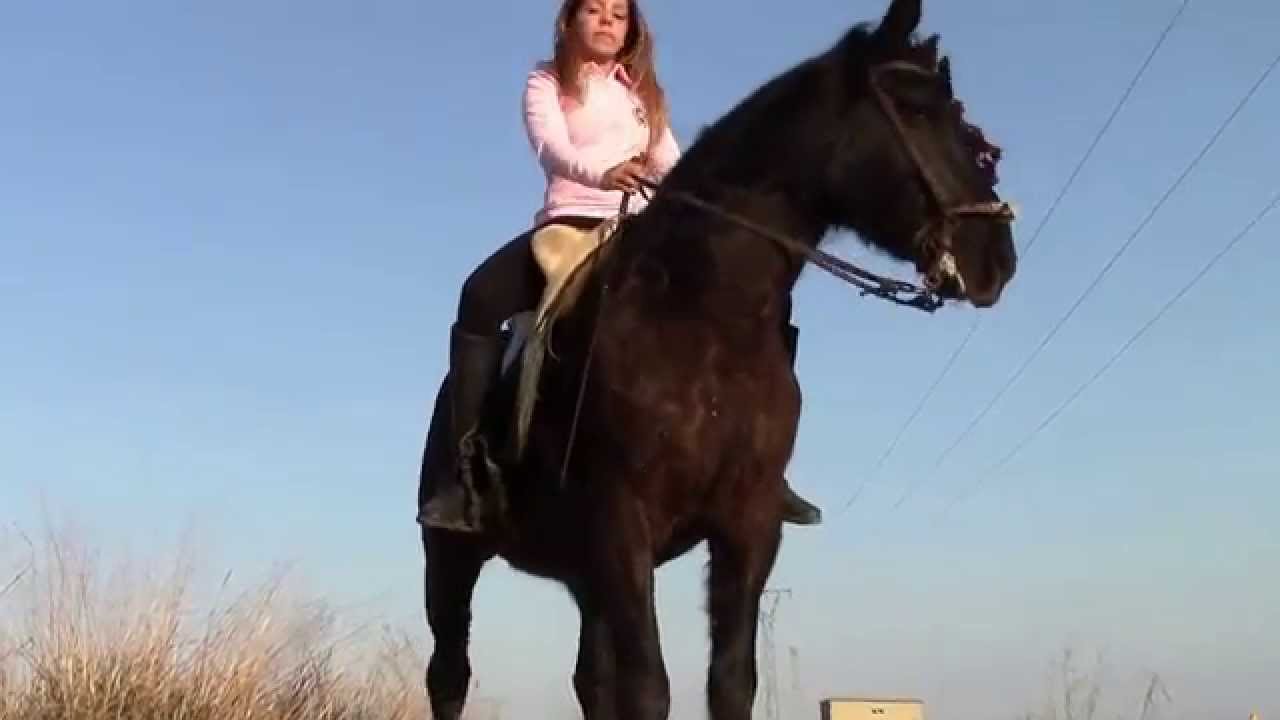 la belleza sel trote y galopar del caballo en silla-