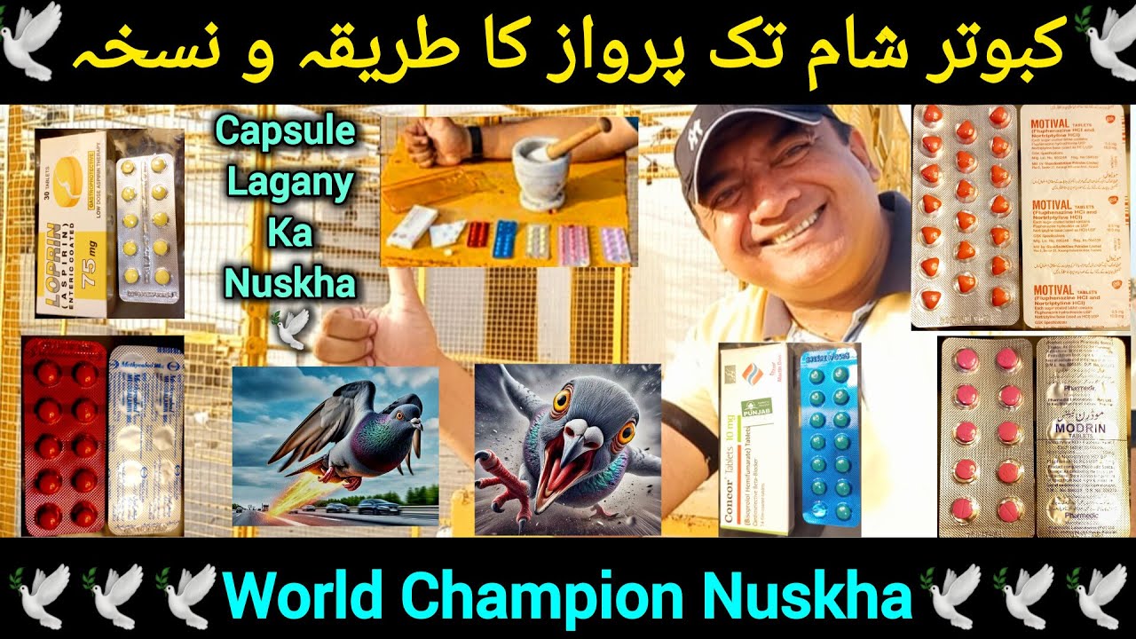 Kabootar ki Sham tak parwaz ka nuskha | World Champion Nuskha | pigeon flying