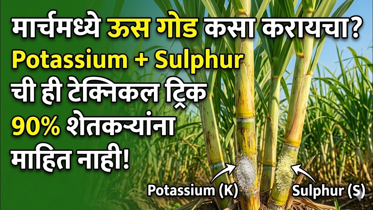 मार्चमध्ये ऊस गोड कसा करायचा? Potassium + Sulphur ची ही टेक्निकल ट्रिक 90% शेतकऱ्यांना माहित नाही!