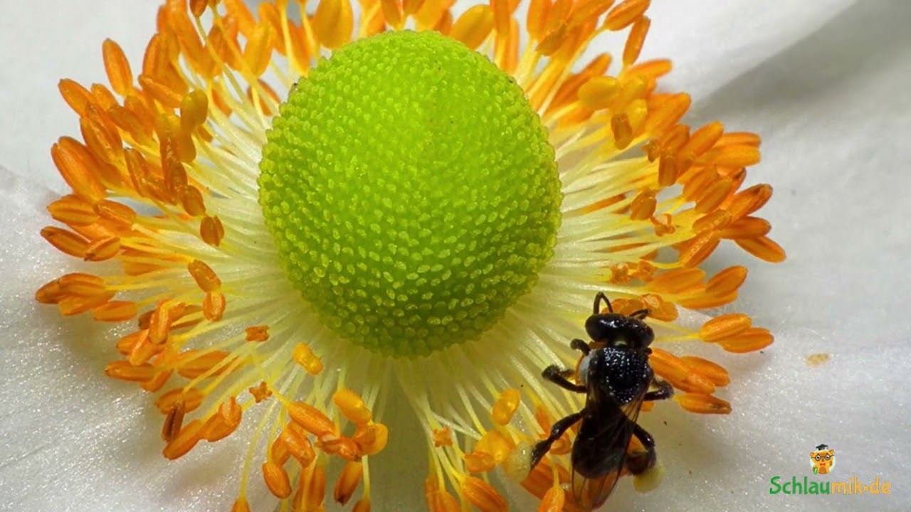 Wunder der Natur: Bienen, die nicht stechen 🐝