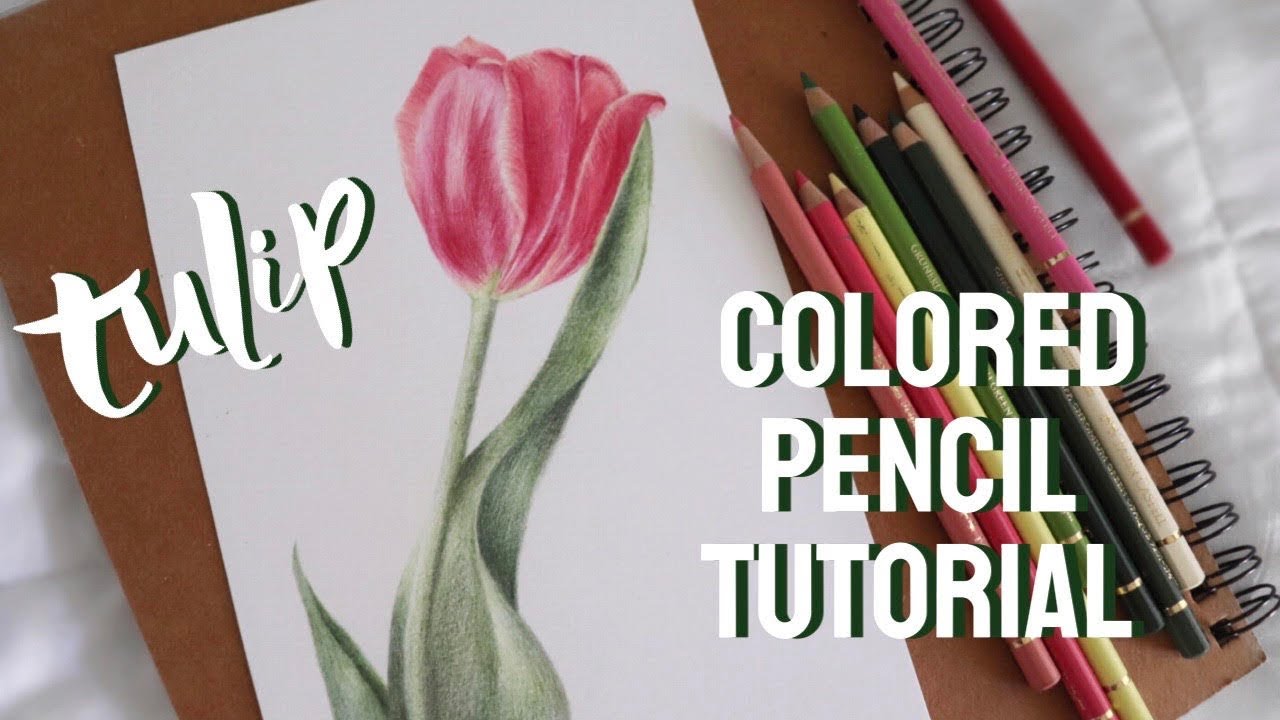 HOW TO DRAW A TULIP WITH COLORED PENCIL | Realistic Flower Colored Pencil Tutorial