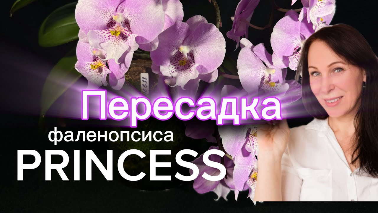 Прошло 3 месяца! Опять пересаживаю🙌🏻 орхидею phal. Princess в закрытую систему НАВЫРОСТ!