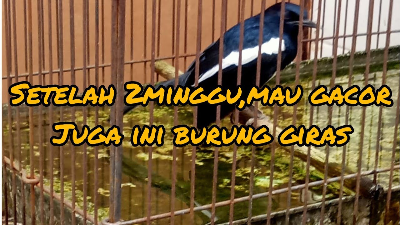 MERAWAT KACER DARI BURUNG GIRAS.