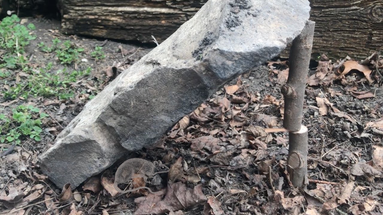 How to Make an Easy Deadfall Trap