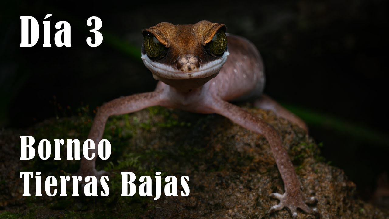 Herping Borneo | D&iacute;a 3: Reptiles y Anfibios de las Tierras Bajas | Herpeto Loco