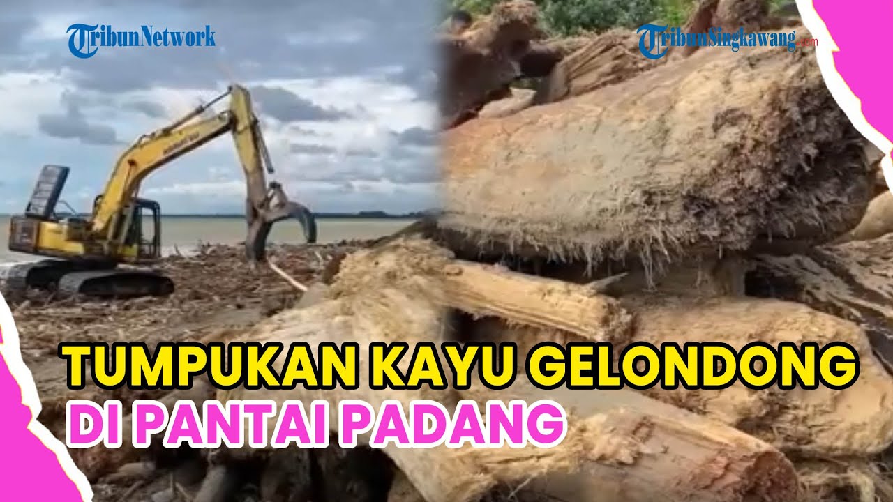 VIRAL❗PENAMPAKAN TUMPUKAN KAYU GELONDONGAN DI PANTAI PADANG