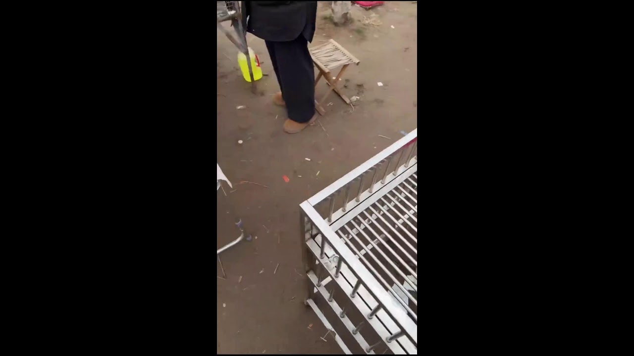 POV Dog Market Walkthrough | Real-Time Puppy Viewing | Live Market Atmosphere