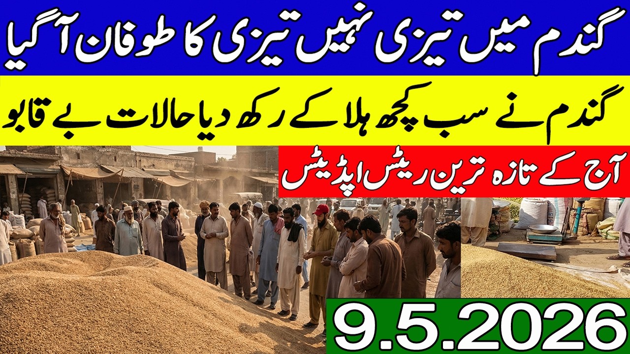 New Gandum Rates Today || Wheat Price Today || Gundam kay Rates Today 2026