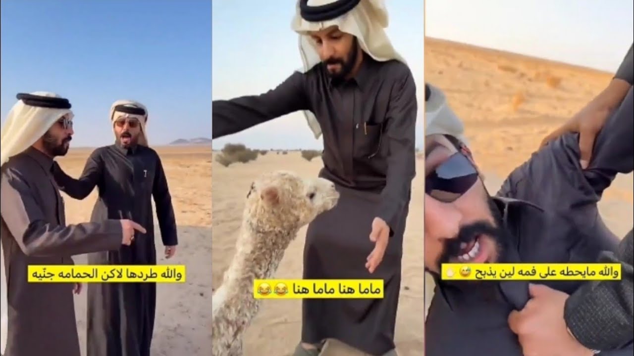اقول اسكت اسكت 🤫والله طردها لكن الحمامه جنيه🕊️نزلها مرتين ياغبي🤬والله مااحطه بفمها🤨 بندر ابو حشر
