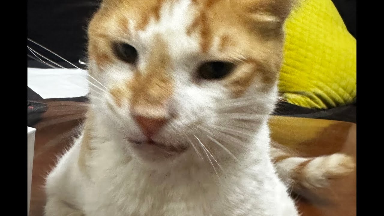 Cute Cat Taking a Nap