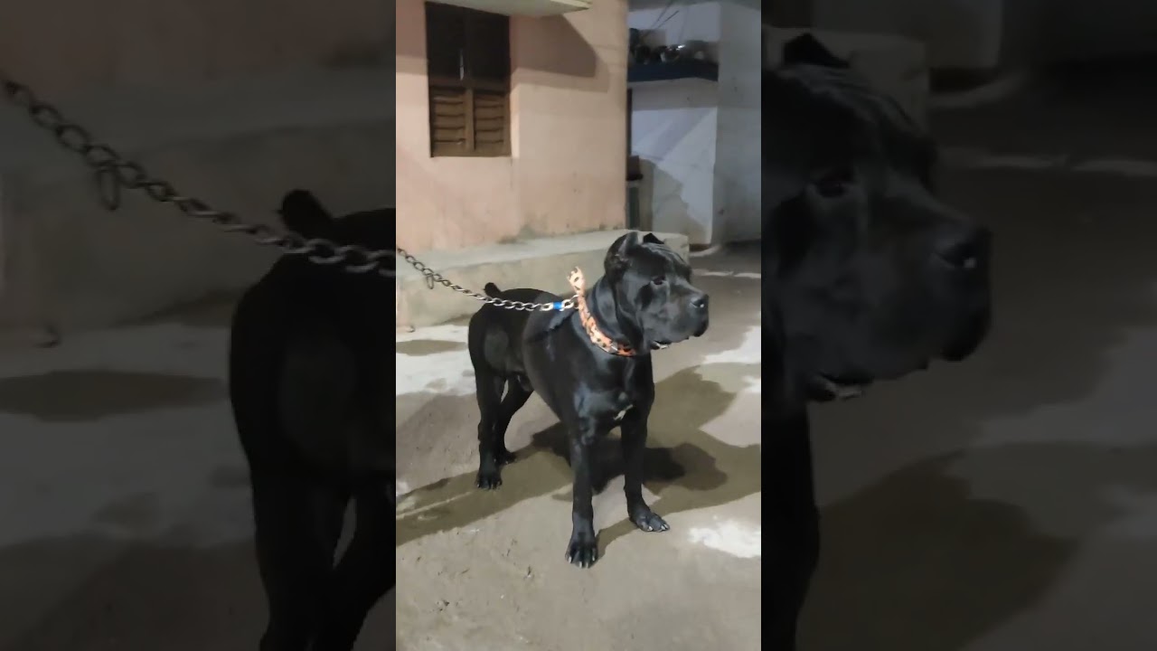 💥💥Cane corso for sale in Hyderabad 💥💥