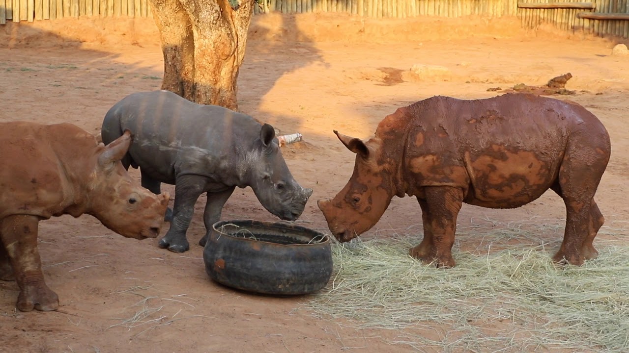 Tom Meets the other Orphan Rhinos (Part 5)