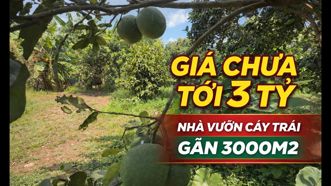 Nhà vườn gần 3000m2, chị hồng châm sóc nguyên vườn trái cây đẹp đang thu hoạch cần tiền đành bán gấp