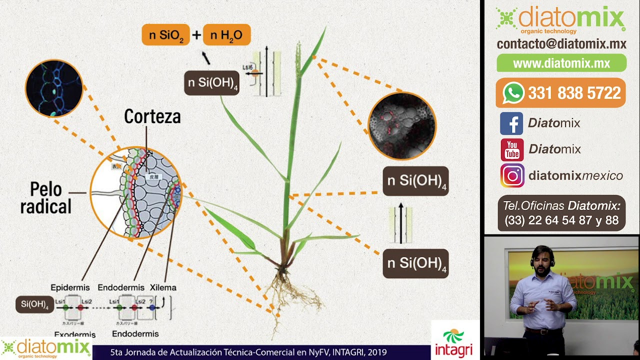 Silicio en las Plantas Presentación Diatomix-Intagri Por Alejandro Llanos