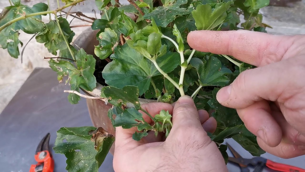 02 le bouturage de géranium lierre