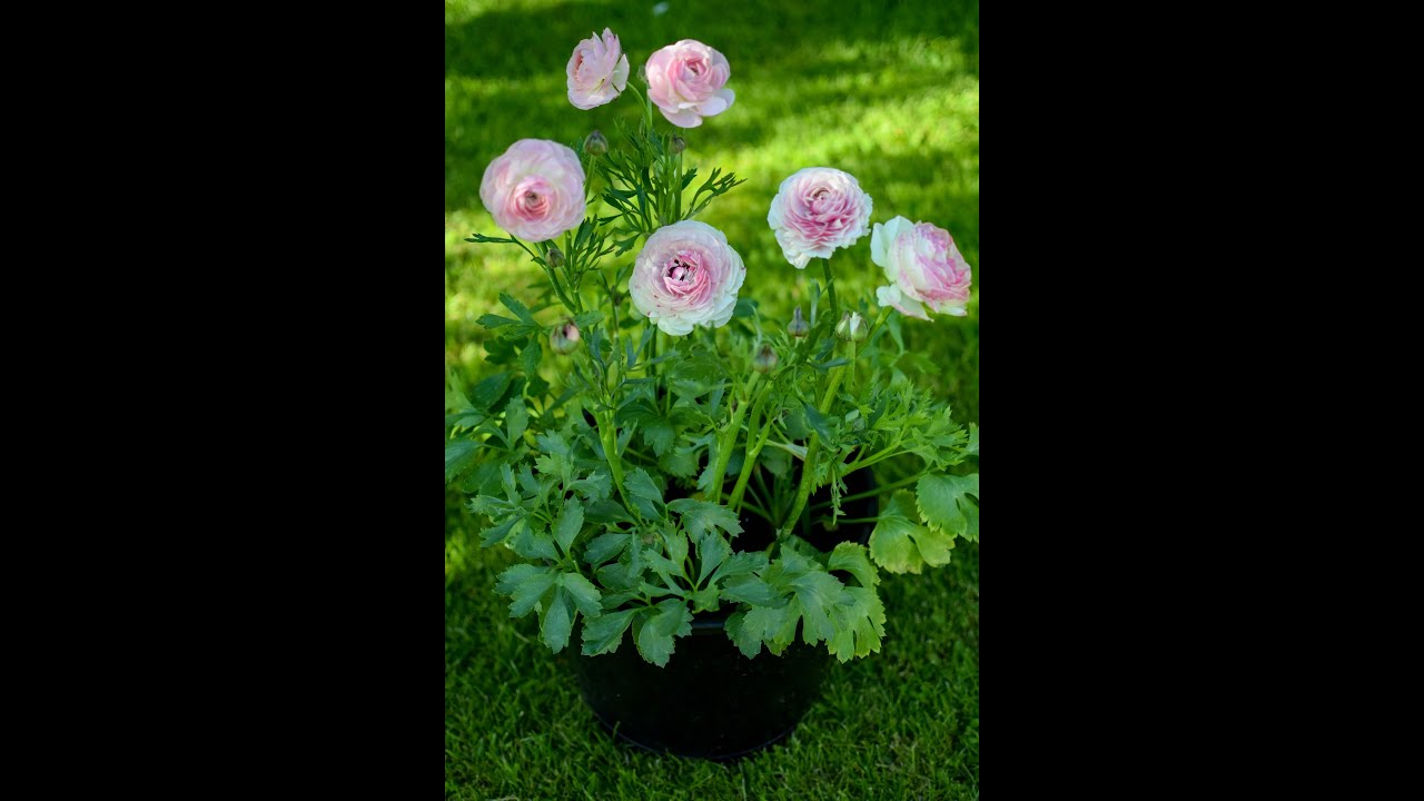 Pot Sizes (Growing Anemones and Ranunculus in containers)