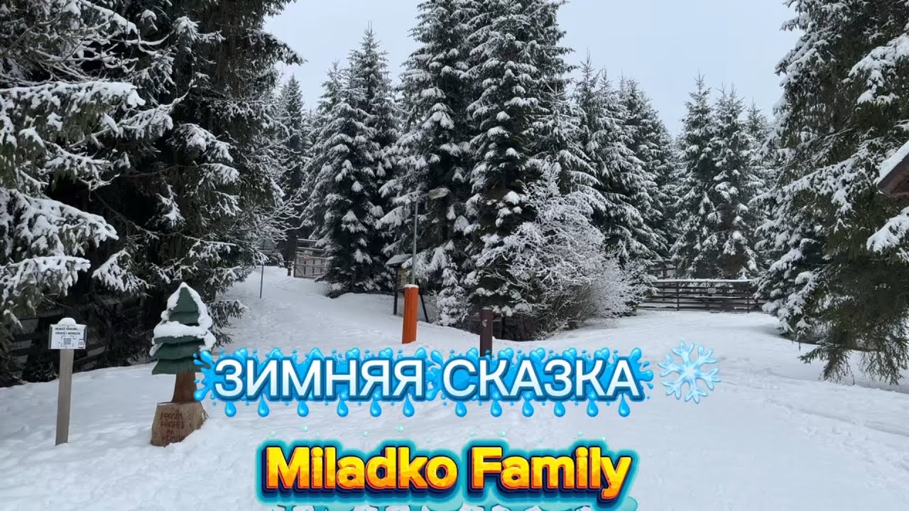 Устали от шума? Погуляйте с нами в лесу 🌲 Звуки снега и природы