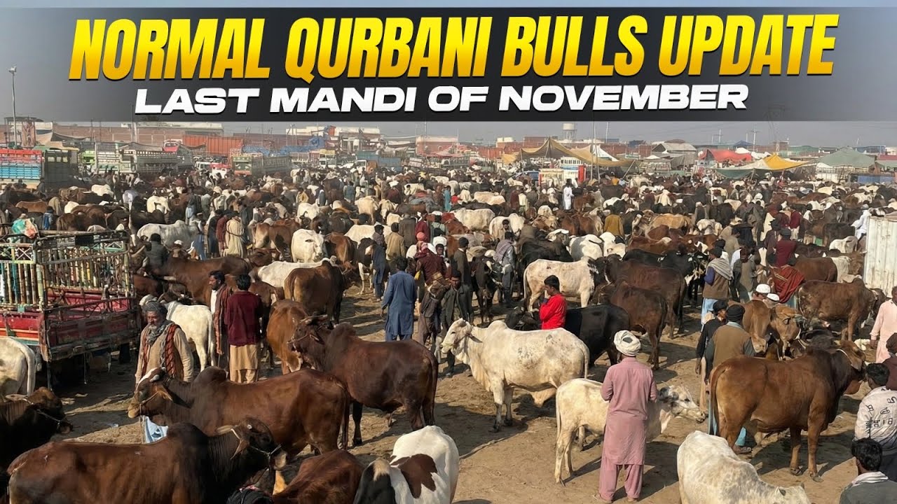 Multan Cattle Market 29 November 2025 Normal Qurbani bulls Price update Market going up slowly 