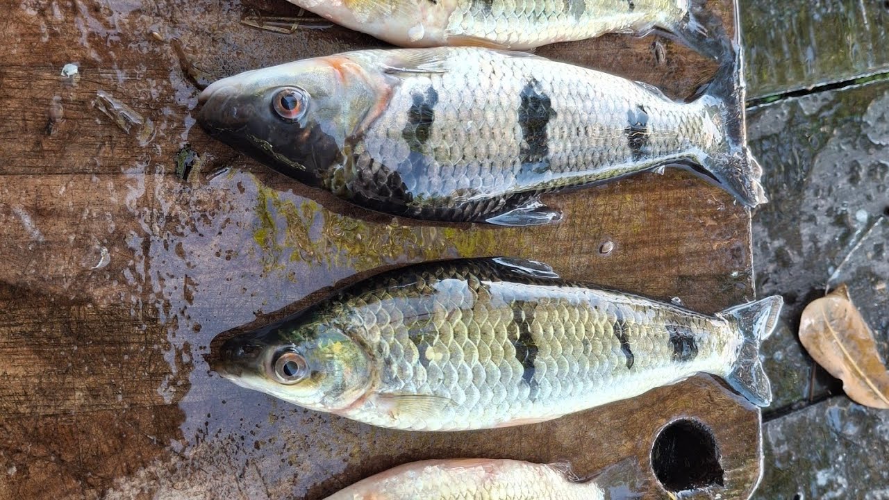 Almoço no lago da cobra. 