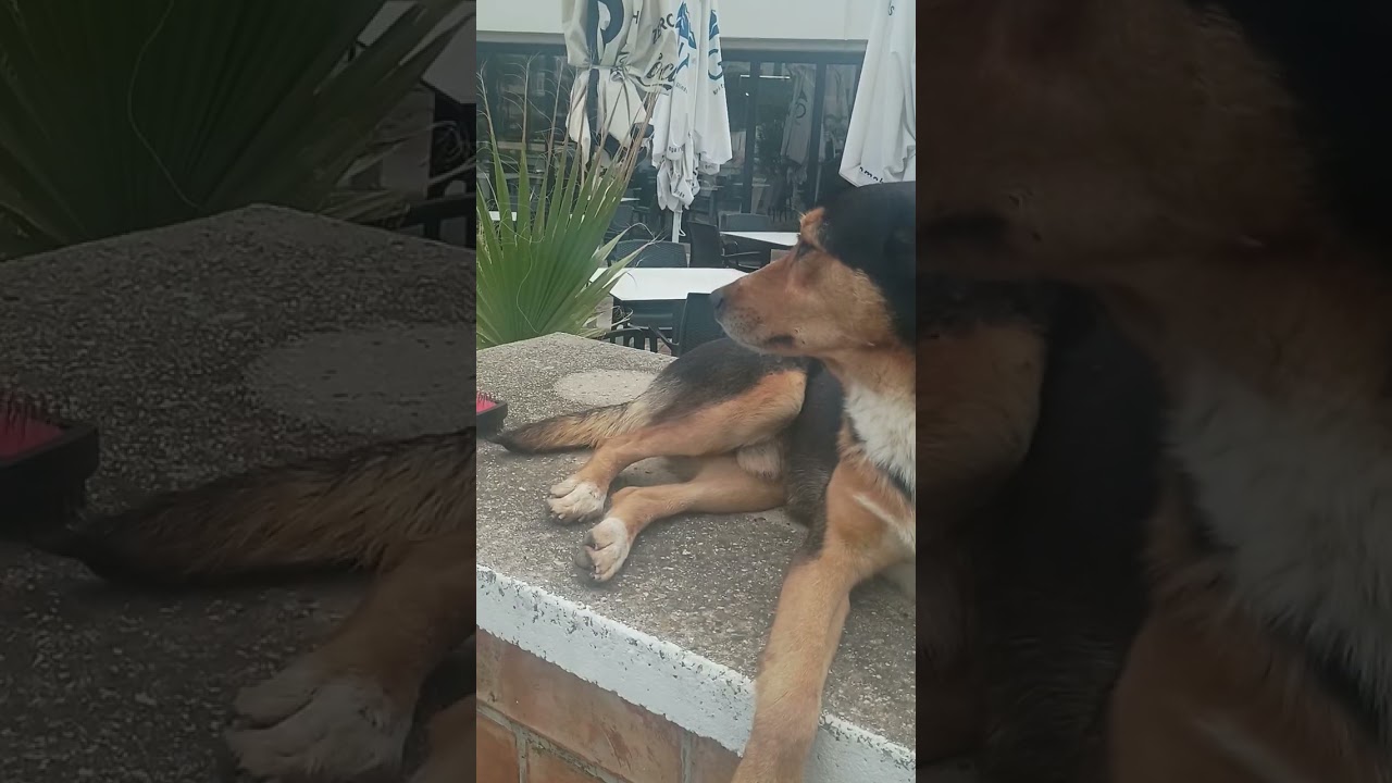 StreetDogsofDurrës: Building trust, 'Sidekick'