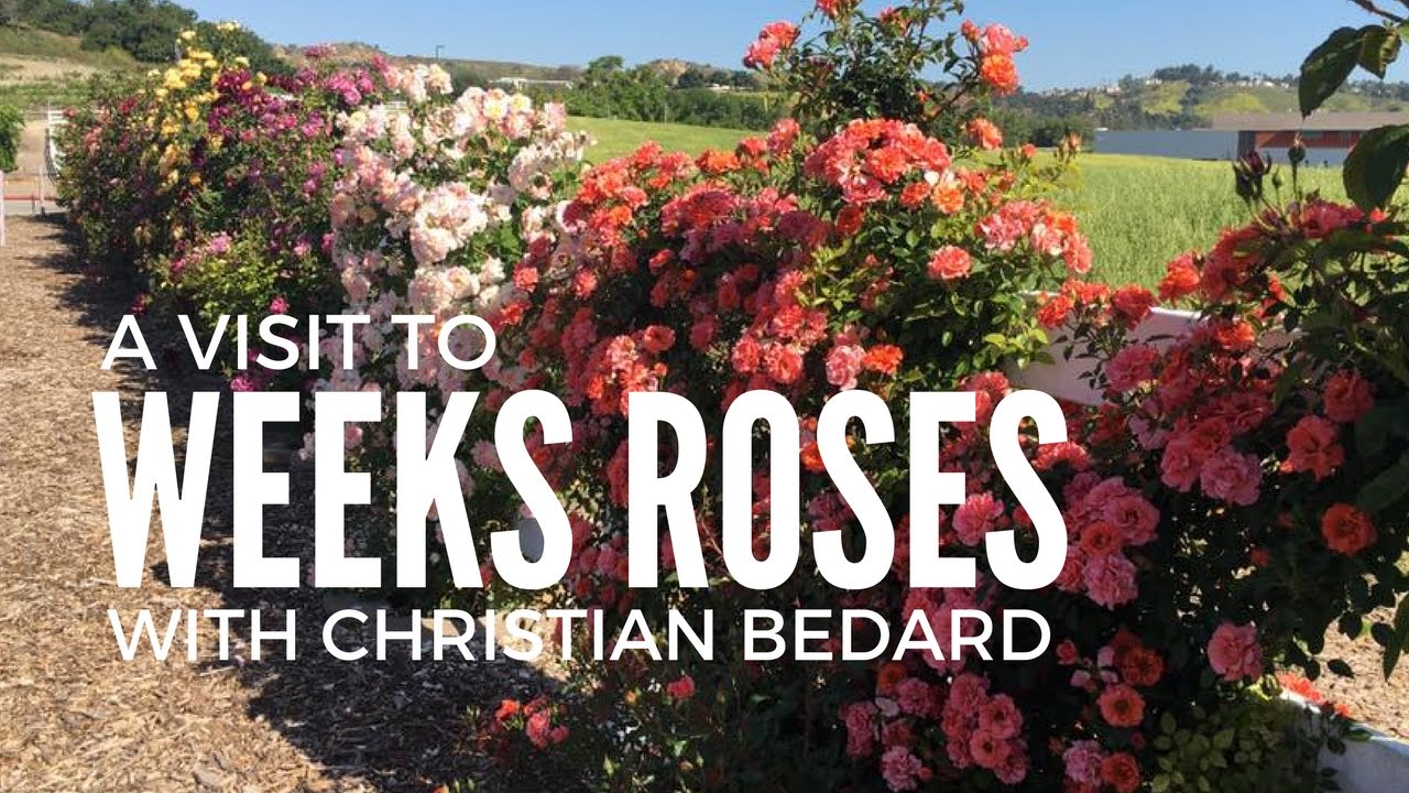 A Visit to Weeks Roses Trial Gardens with Christian Bedard