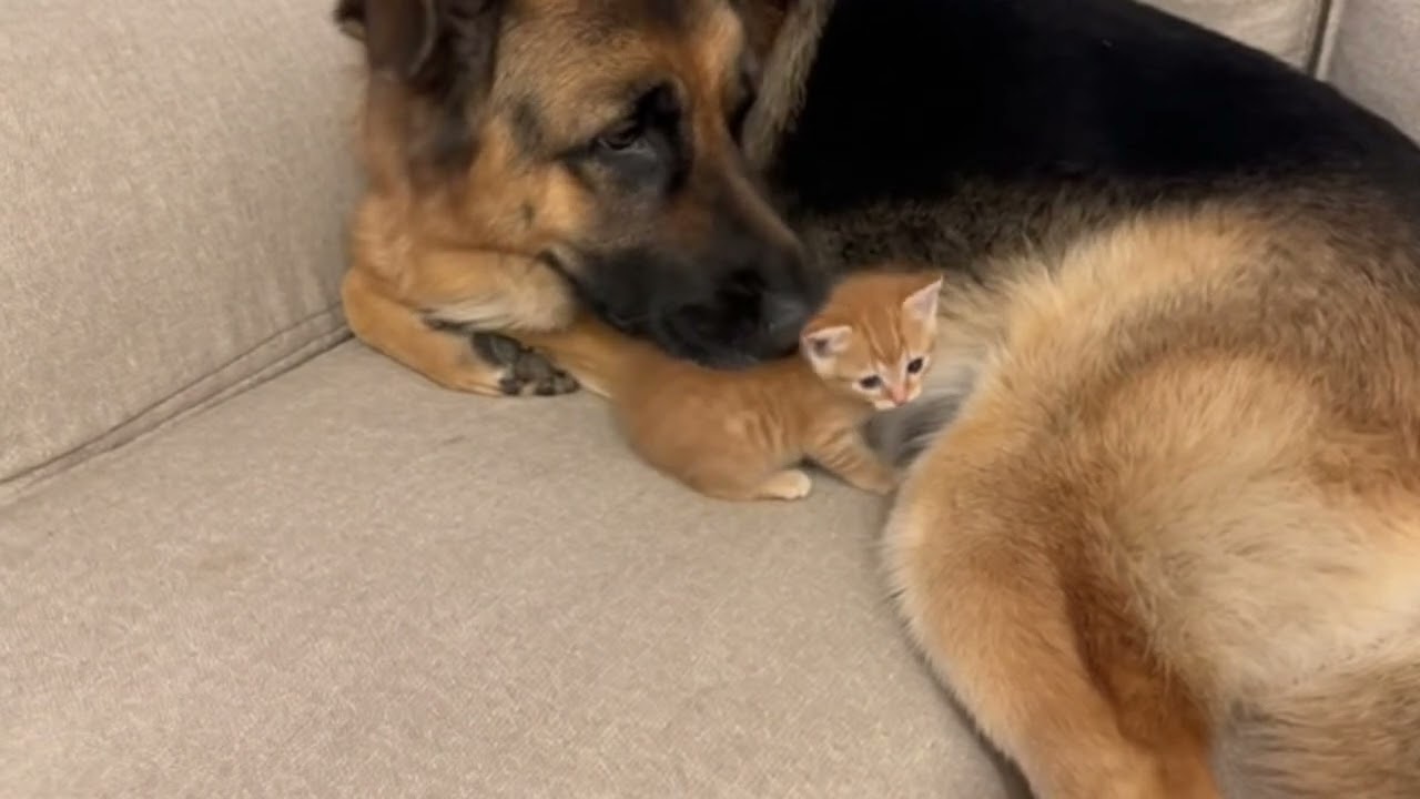 When You Leave the German Shepherd Alone with the orange Kitten.