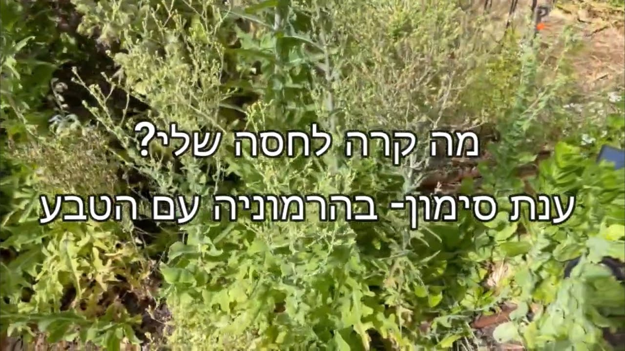 גידול ירקות- איסוף זרעי חסה