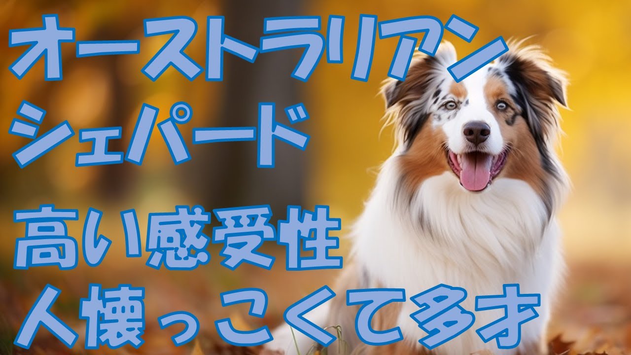 【オーストラリアンシェパード】高い感受性で人懐っこくて多才