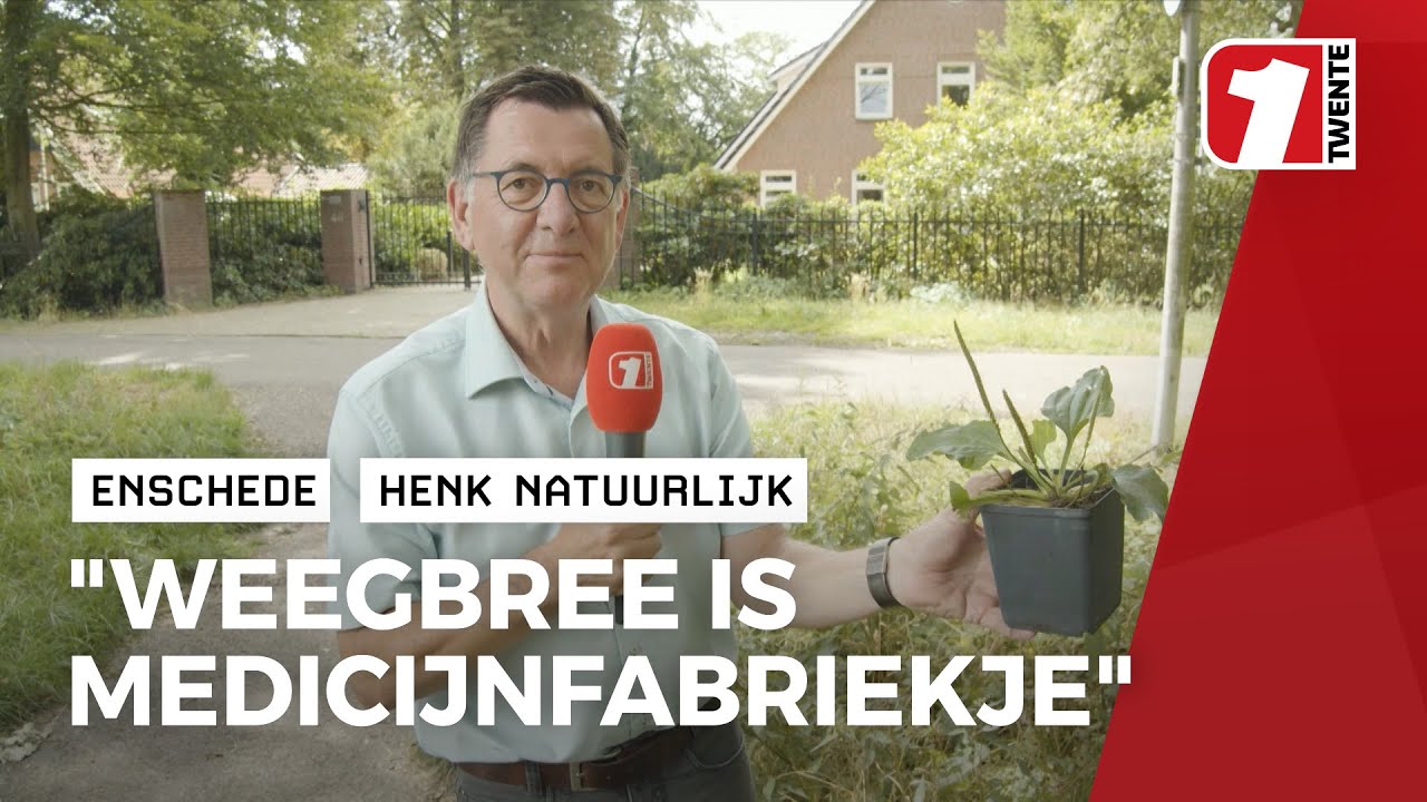Henk brengt een ode aan: De Weegbree!