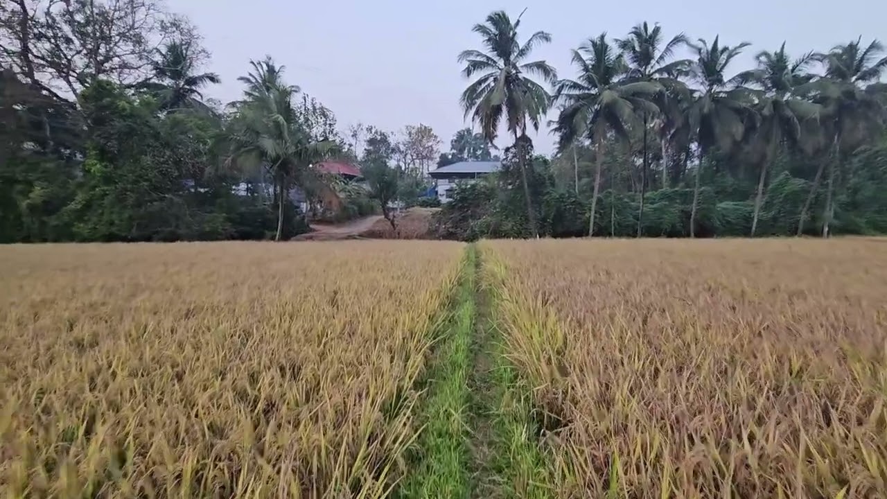 A Slow Walk Through Village Life | Indian Paddy Fields..  கிராமத்து வயல்வெளி.