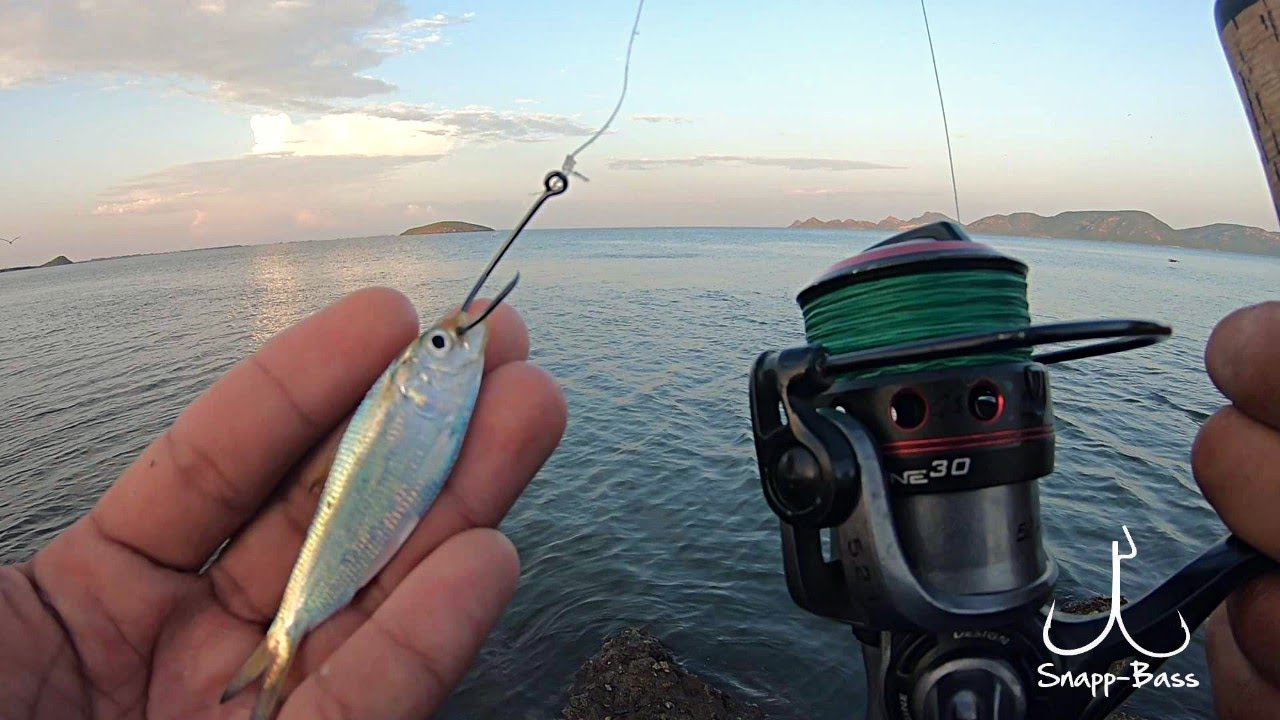Pesca De Pargos Con Carnada Viva // Pesca De Orilla