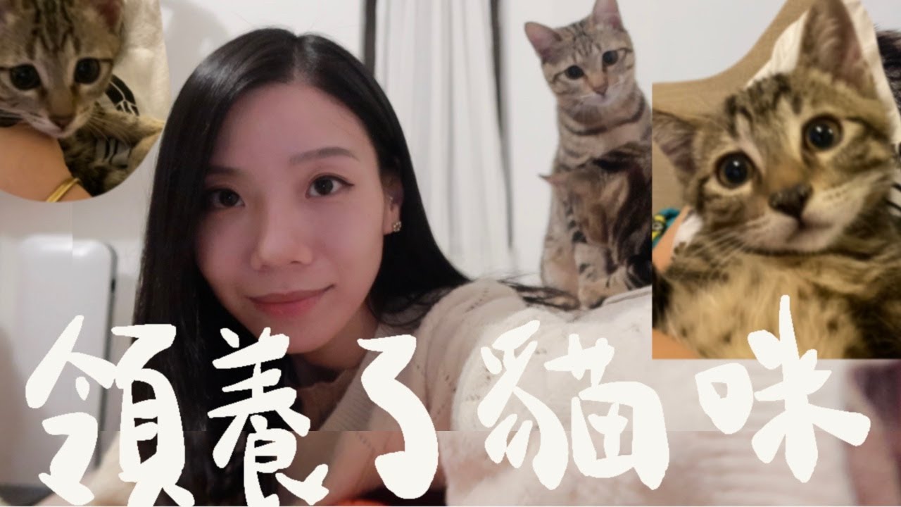 領養貓咪 ！領養了兩隻小貓﹑貓長金錢癬？ ／羅素的紅 Caitlyn #領養 #貓