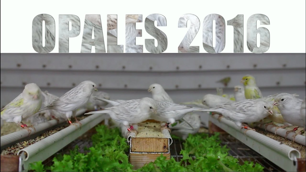 Opales 2016 | Francisco Muñoz