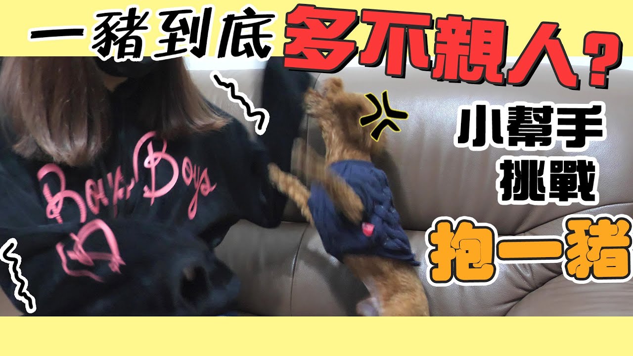 一豬小公主｜一豬到底多不親人？小幫手挑戰抱一豬