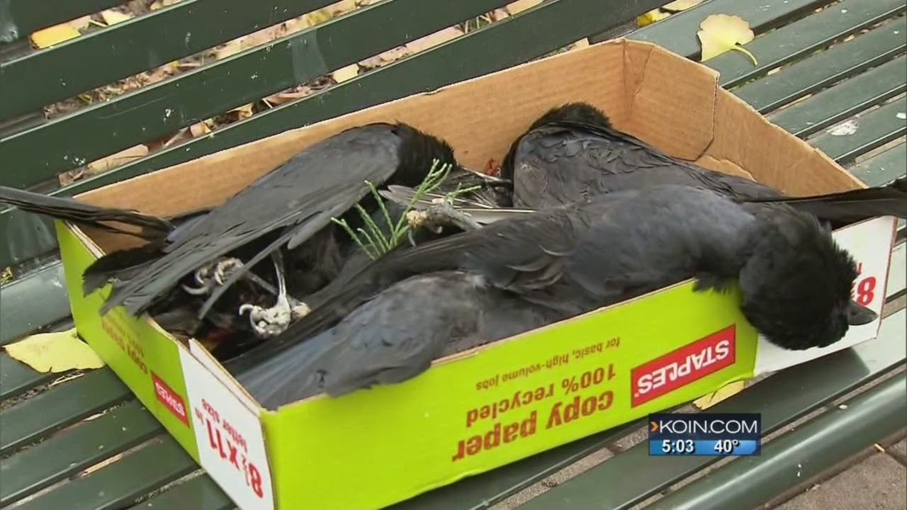 Portland&rsquo;s dead crows a federal investigation