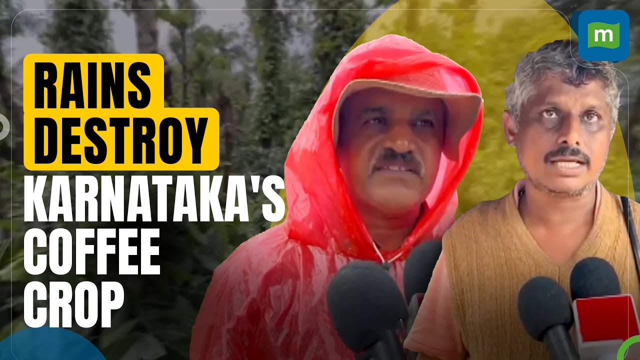 Karnataka Rains Devastate Coffee and Pepper Crops | Farmers Face Heavy Loss; Urge for Aid