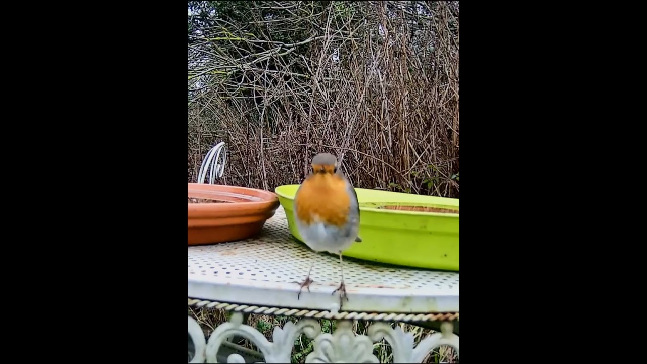Rouge-gorge familier - Erithacus rubecula 
