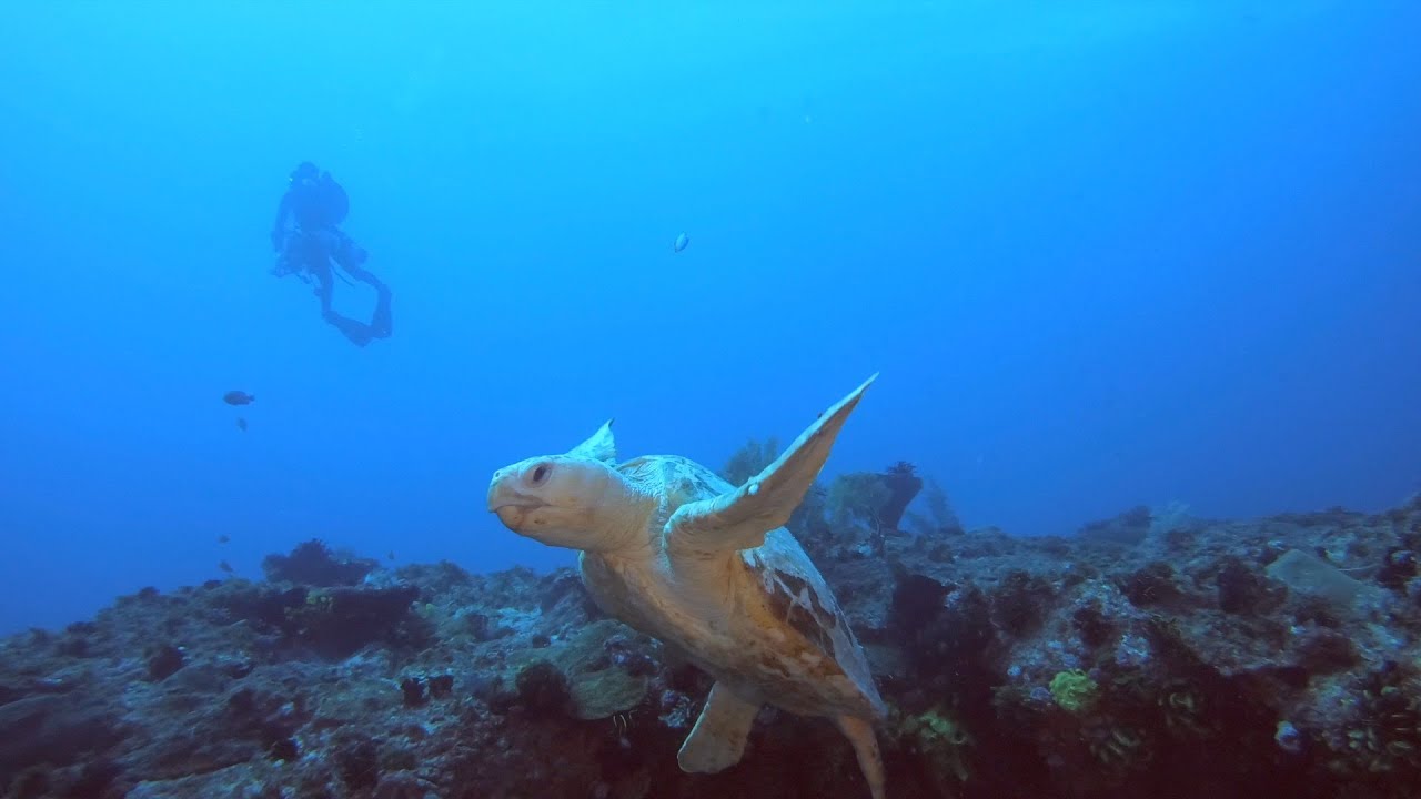 Amazing 30Metres Vis! Diving at Flat Rock - North Stradbroke Island