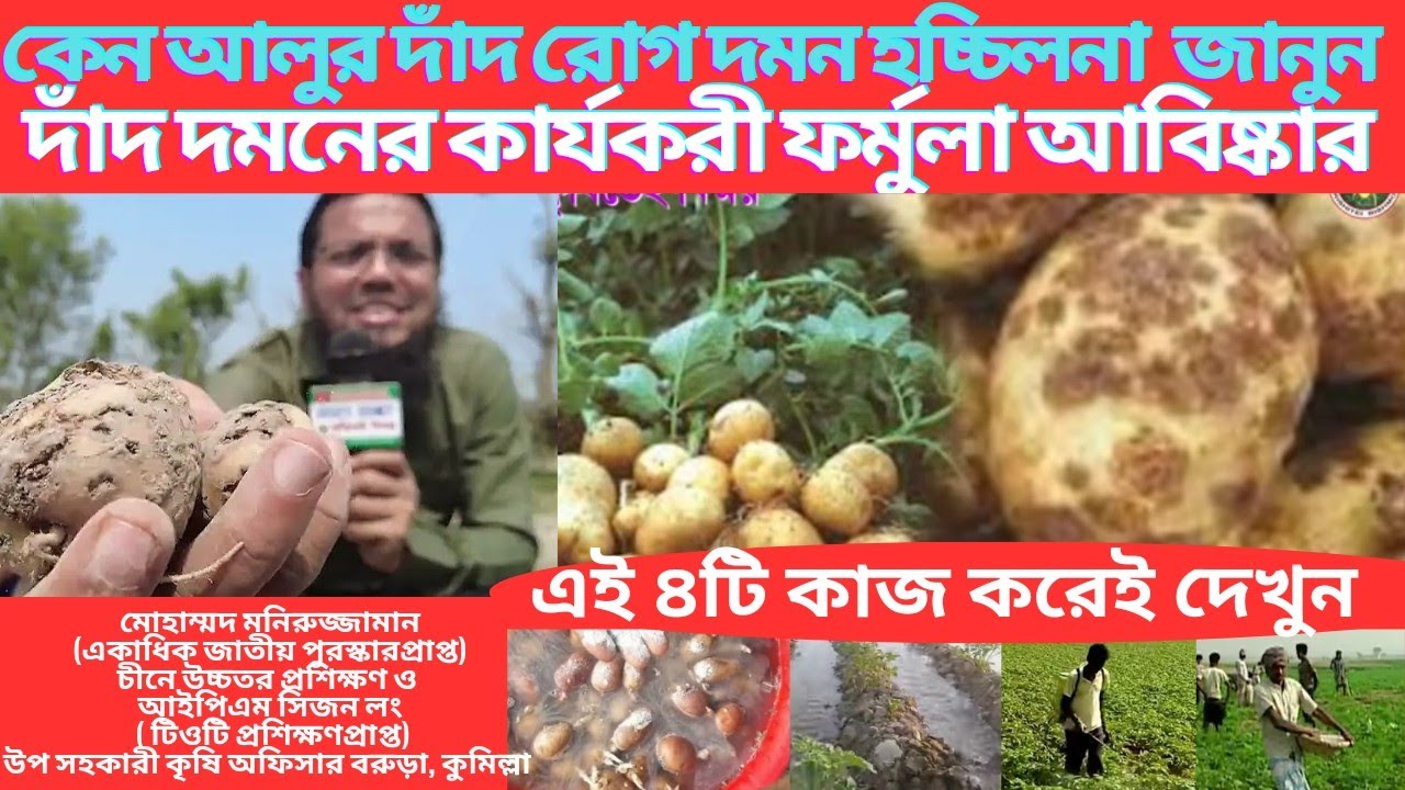 আলুর দাঁদ বা স্ক্যাব রোগ দমন ও দ্বিগুন ফলনের সহজ ২টি কৌশল।Very Easy Technique To Control Potato Scab