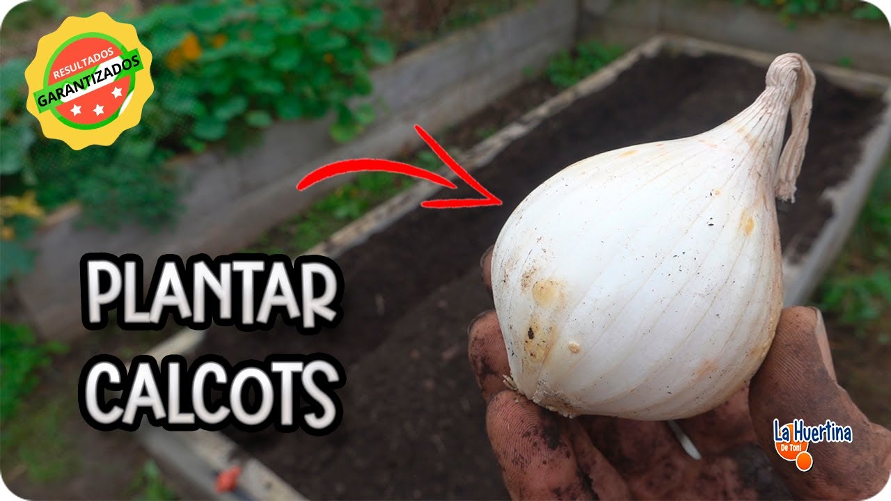Como Y Cuando Plantar Calçots - Necesidades, cuidados y riegos || La Huertina De Toni