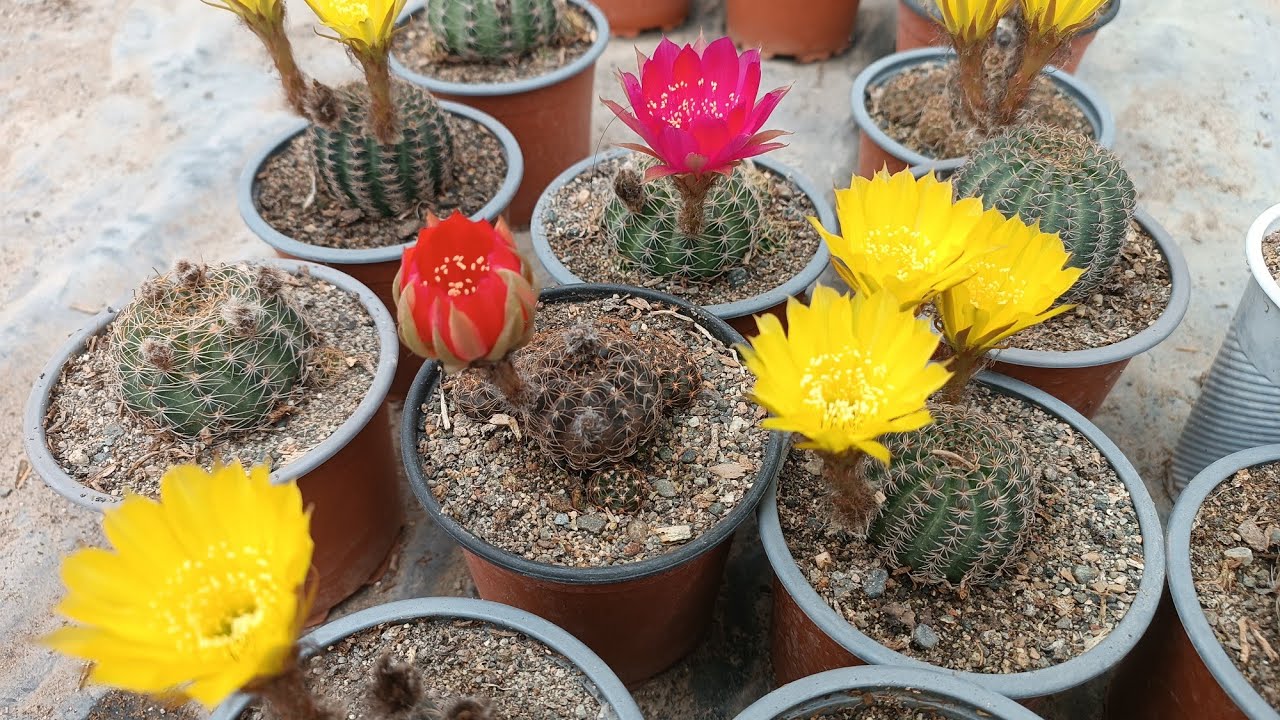 Cactus lobivia , cuidados y propagación.