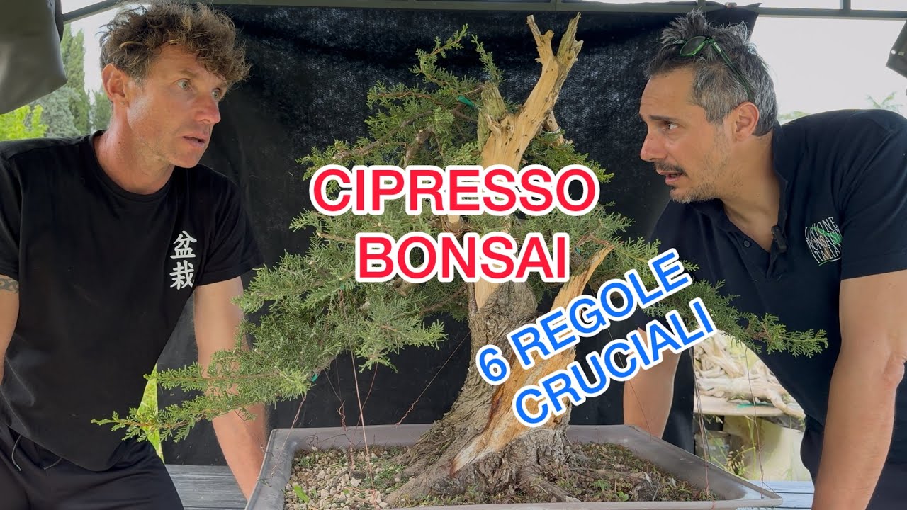 Bonsai cipresso, segui le 6 regole Fondamentali.
