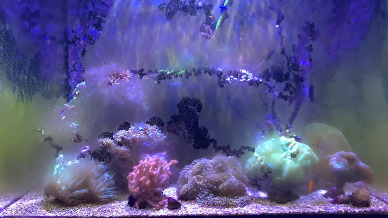 Riffaquaristik Meerwasser Red Sea Reefer 170 -》Grüne Scheiben, es wird nicht besser!!!