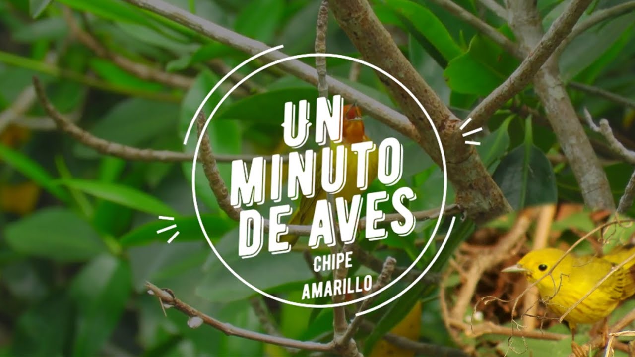Un Minuto de Aves #77 Chipe Amarillo