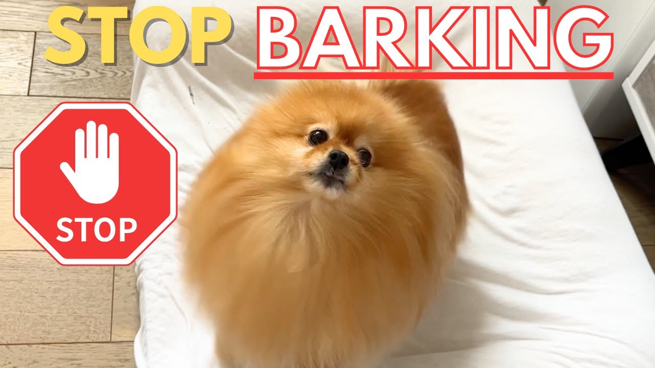 How To Stop Attention Barking