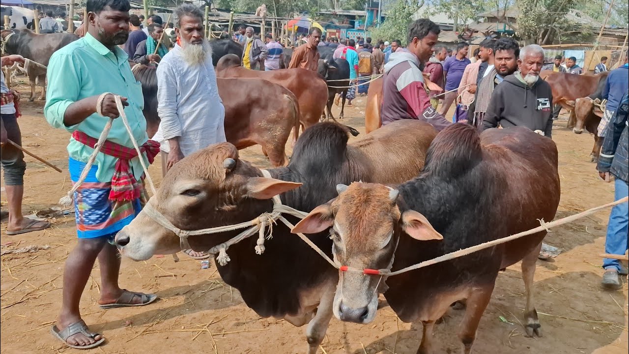 আজ ৭/২/২৬ | কুমিল্লার খামারী কেমন দামে খামার উপযোগী মাঝারি সাইজের ষাঁড় কিনছেন /কিনলেন | কাহারোল হাট
