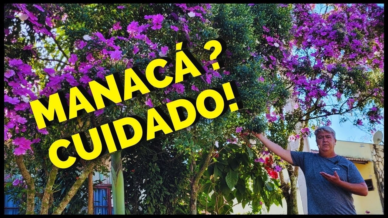 MANACÁ DA SERRA NÃO COMPRE ANTES DE ASSISTIR ESTE VÍDEO