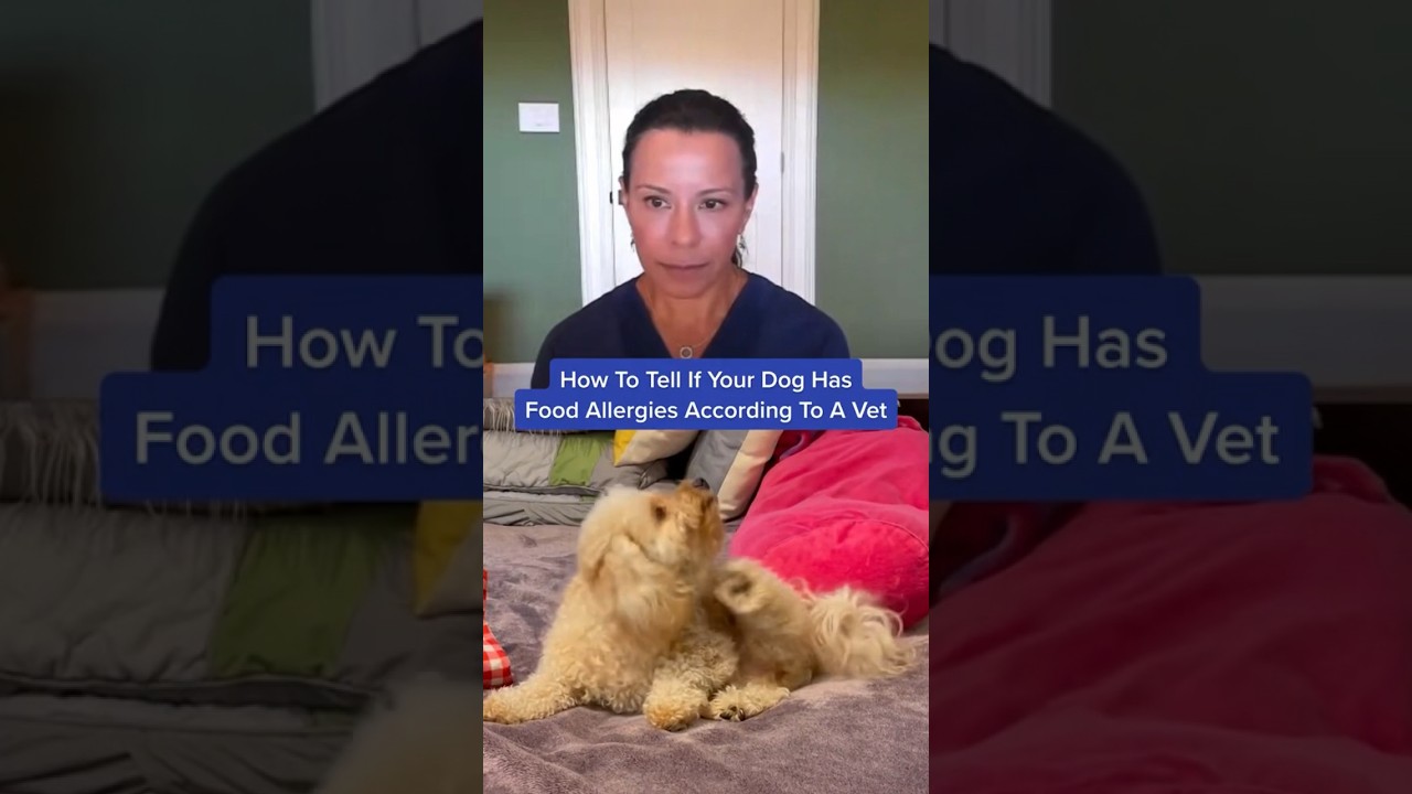 How To Tell If Your Dog Has Food Allergies According To A Vet 👀🐶 #shorts