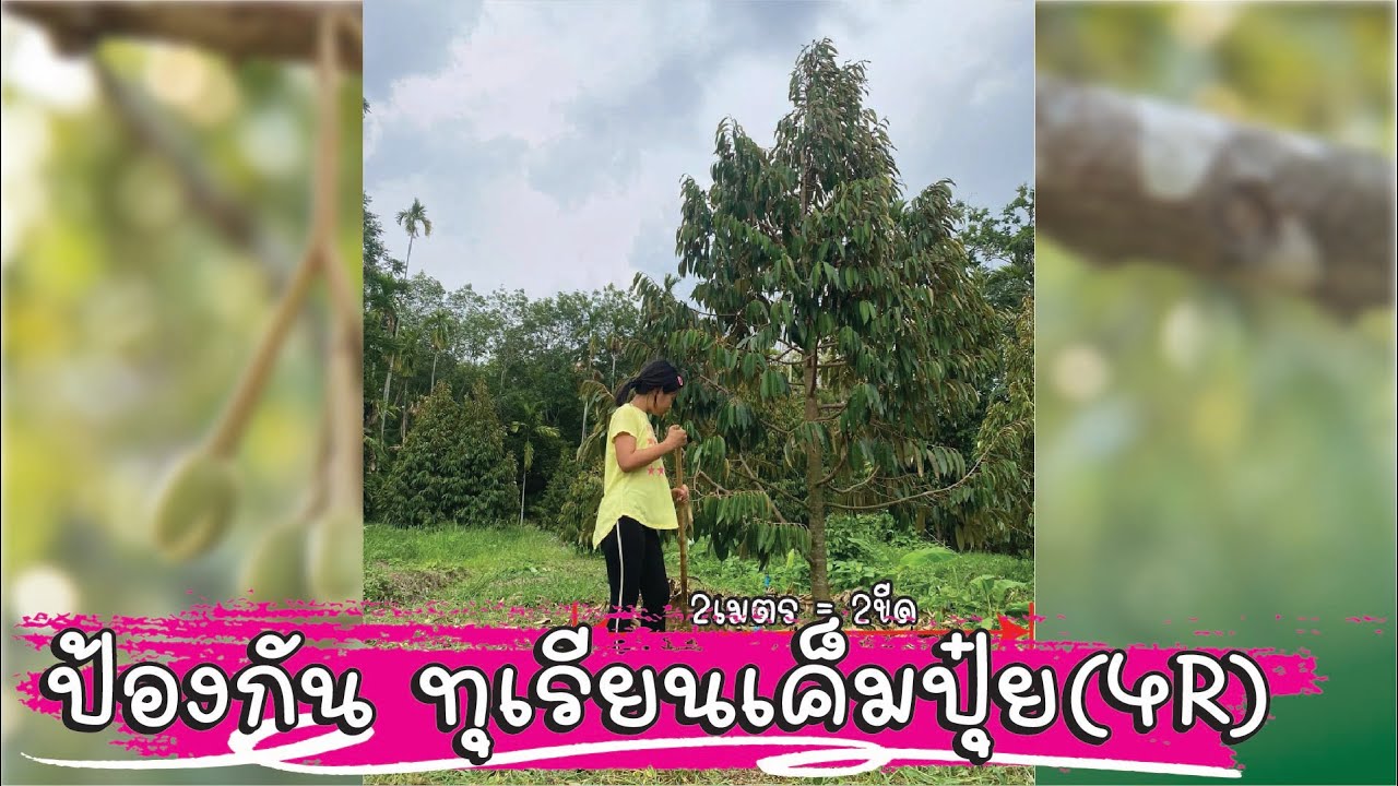 ป้องกัน ทุเรียนเค็มปุ๋ย(4R)