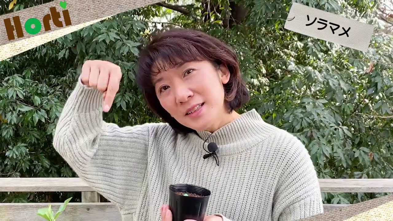Fava bean ソラマメ栽培のポイント
